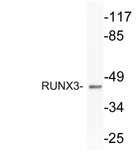 Polyclonal Rabbit anti-Human RUNX3 Antibody (aa133-182, WB)