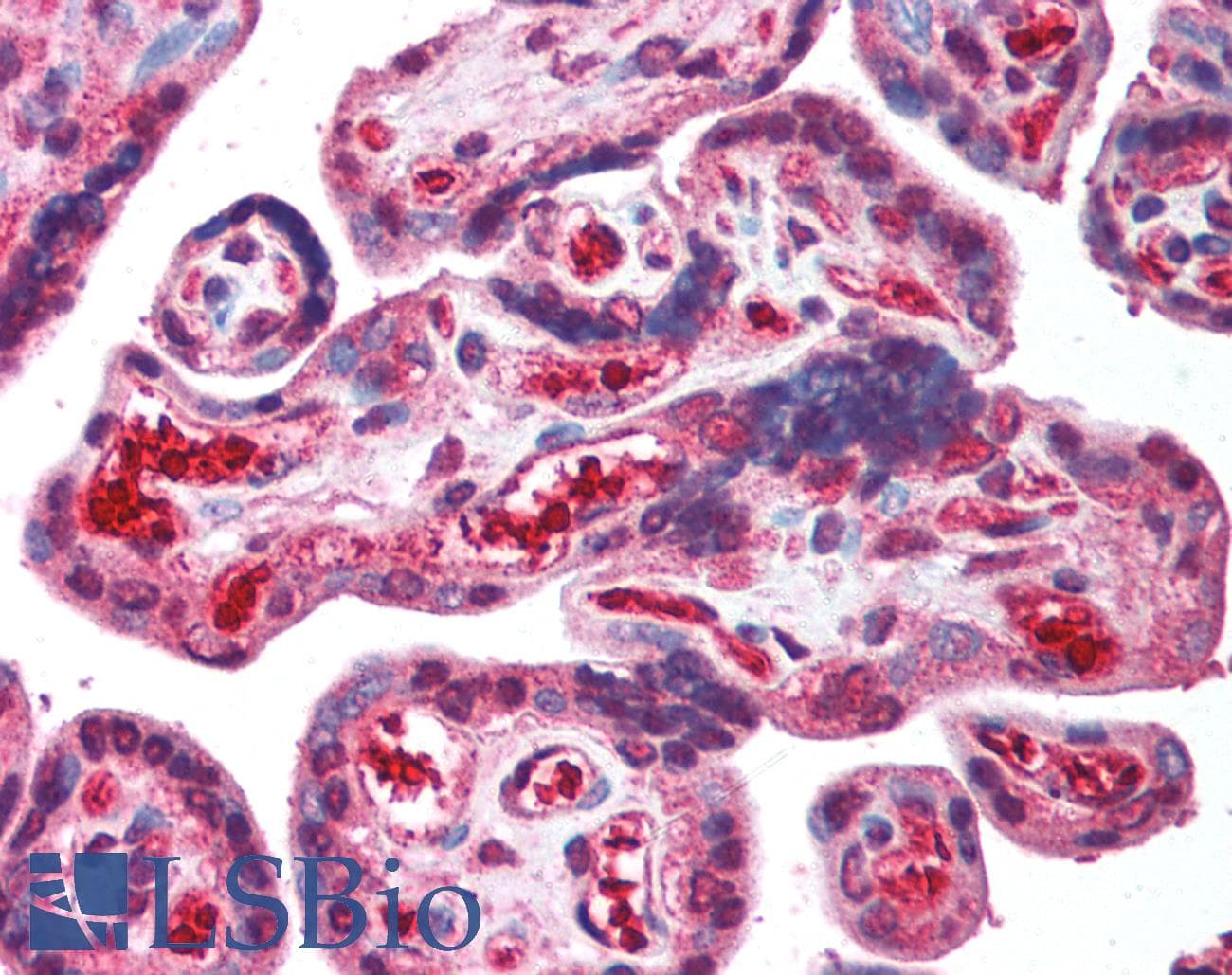 IHC-plus™ ORAI2 Antibody