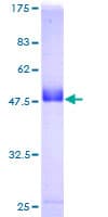 Human RAB39 / RAB39A Protein (Recombinant GST)