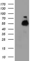 TUBAL3 Antibody (clone OTI4D8)
