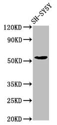MZF / MZF1 Antibody