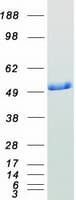 Human PDIA6 / ERP5 Protein (Recombinant Myc-DDK (Flag))