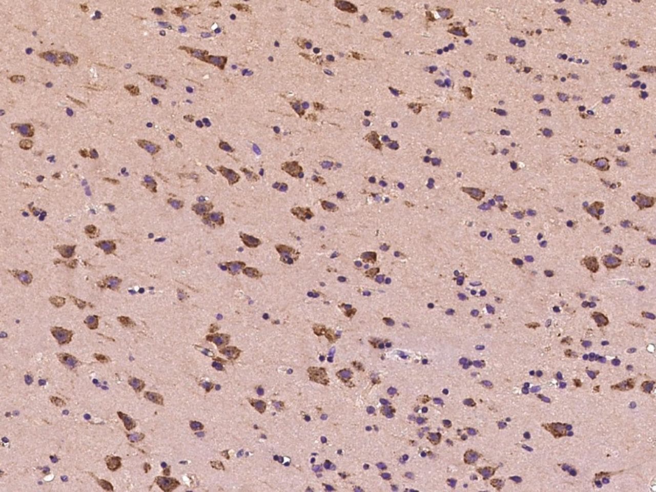 EEF1A1 Antibody