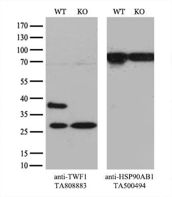 TWF1 / PTK9 Antibody (aa140-384, clone OTI4C3)