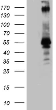 EDR / PEG10 Antibody (clone OTI1G10)