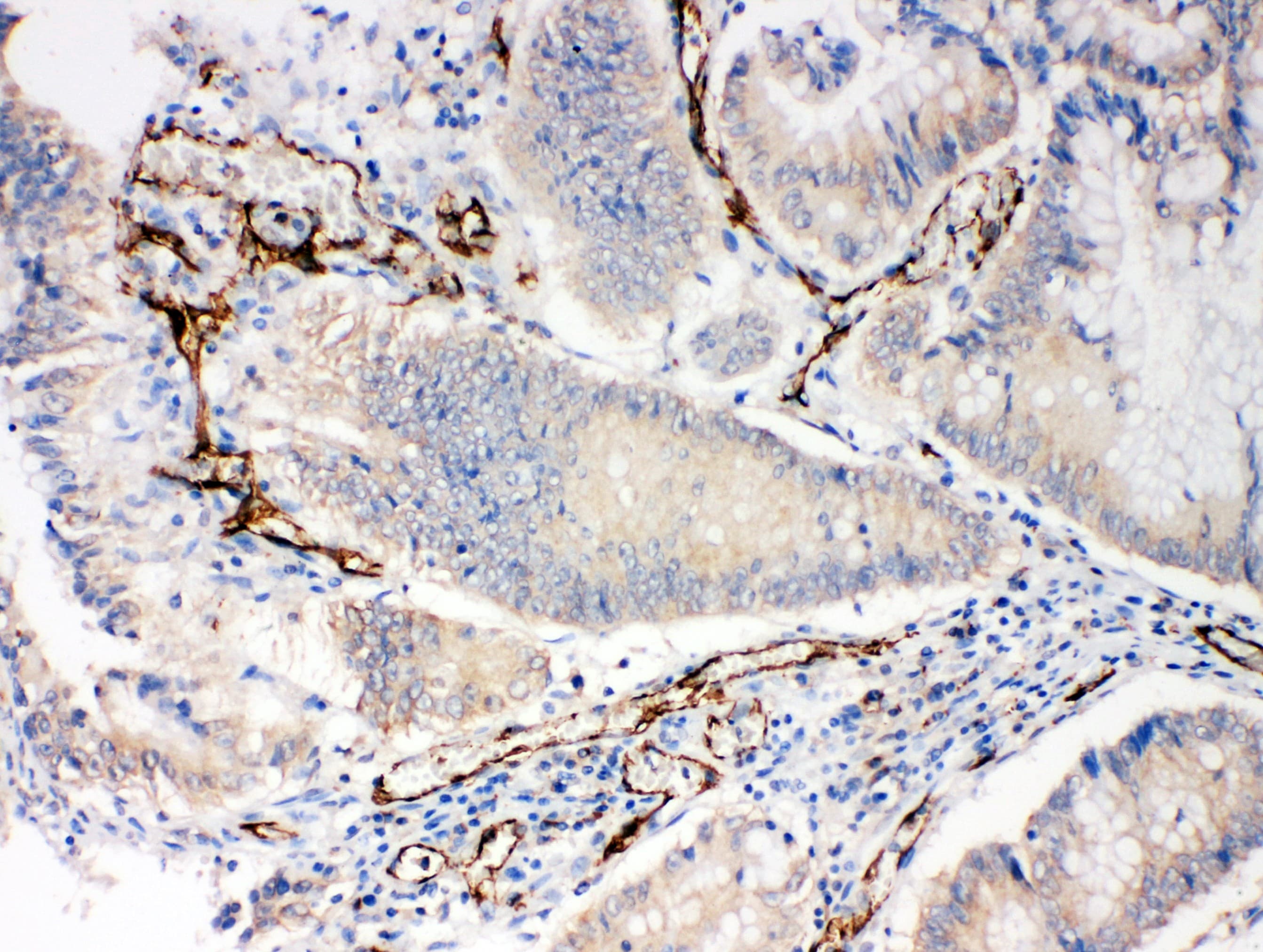 PECAM-1 / CD31 Antibody (aa717-732)