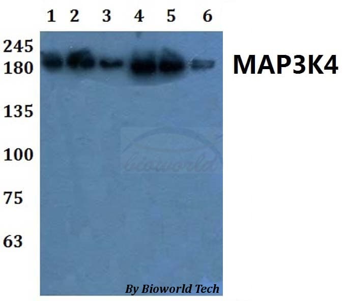 MAP3K4 / MEKK4 Antibody