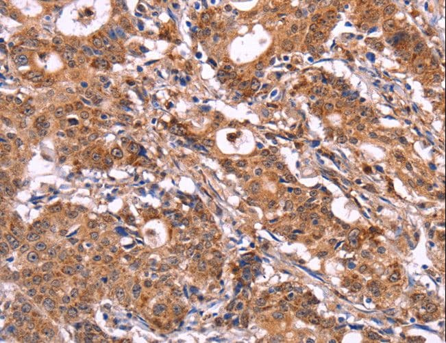 SIGLEC5 / CD170 Antibody