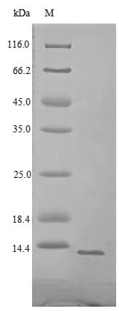 Enterobacteriaciae Shiga-like Toxin 1 Subunit B Protein (Recombinant 6His, N-terminus)