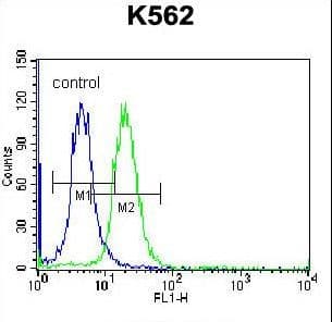 Polyclonal Rabbit anti-Human FSHB / FSH Beta Antibody (aa36-64, WB)