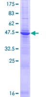 Human TMED3 Protein (Recombinant GST)