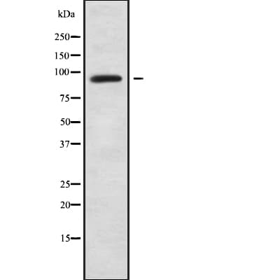 MCM8 Antibody