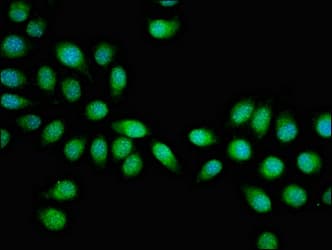 HSF2 Antibody