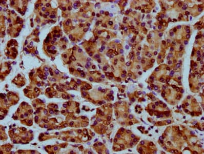 Polyclonal Rabbit anti-Human HIST1H4I Antibody (IHC, IF)