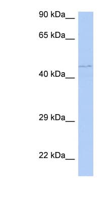 PAOX / PAO Antibody (C-Terminus)