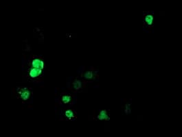 HDAC1 Antibody (clone OTI2D2)
