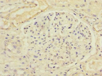 Polyclonal Rabbit anti-Human SLC13A2 / NaCT Antibody (IHC)