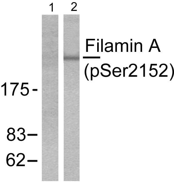FLNA / Filamin A Antibody (phospho-Ser2152)