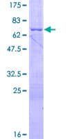 Human BCL2L12 Protein (Recombinant GST)