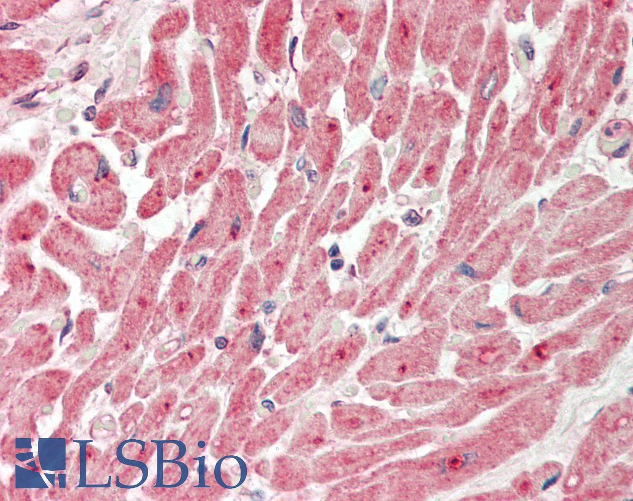 NEK2 Antibody (aa130-179)