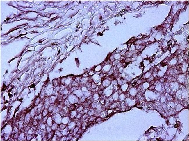 Goat Anti-Mouse IgG Secondary Antibody (HRP)