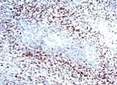 HIF1A / HIF1 Alpha Antibody (aa432-528, clone H1alpha67, DY650)