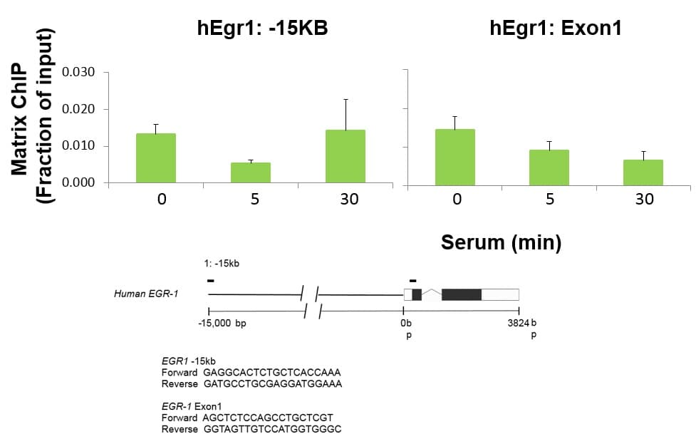 FOXO1 / FKHR Antibody (clone 3B6)
