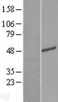 C16orf59 Protein (Over-Expression Lysate Myc-DDK (Flag))