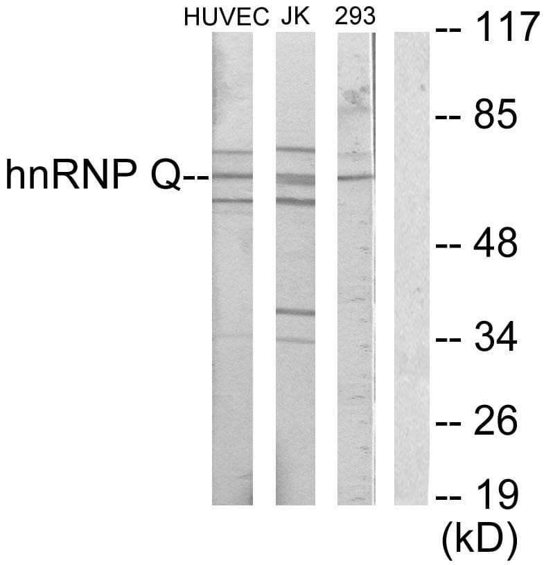 SYNCRIP / HnRNP Q Antibody