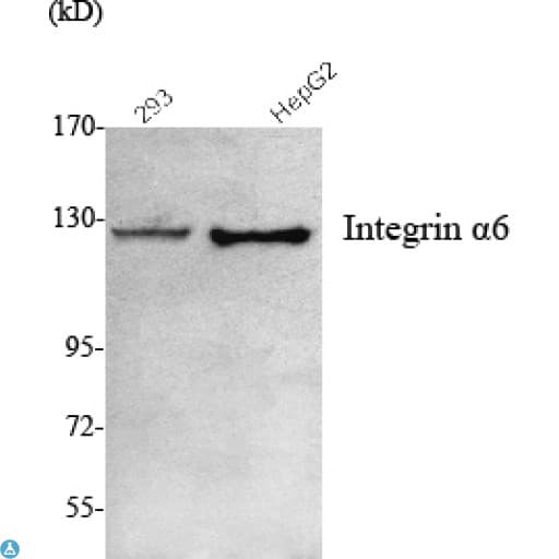 Monoclonal Mouse anti-Human ITGA6/Integrin Alpha 6/CD49f Antibody (IF, WB)