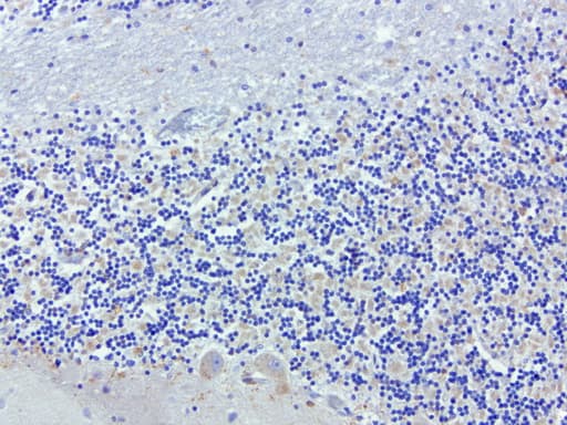 SDCBP / Syntenin Antibody (clone UMAB69)