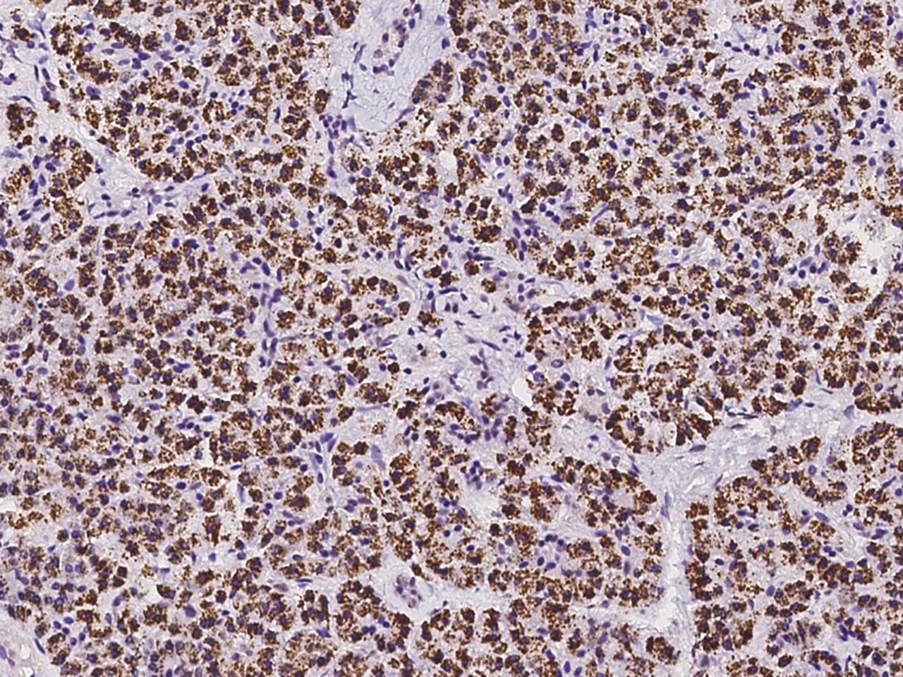 MOX / MOXD1 Antibody