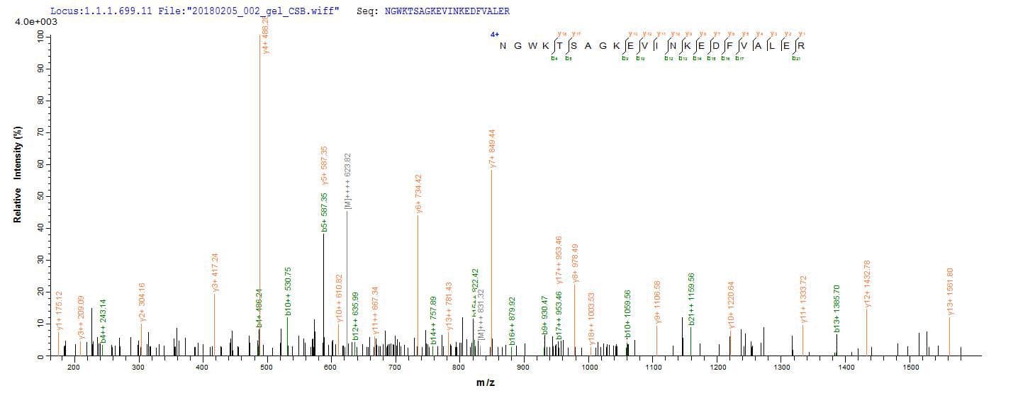 Human RNASEH1 Protein (Recombinant 6His, N-terminus)