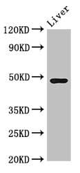 CPB2 / TAFI Antibody
