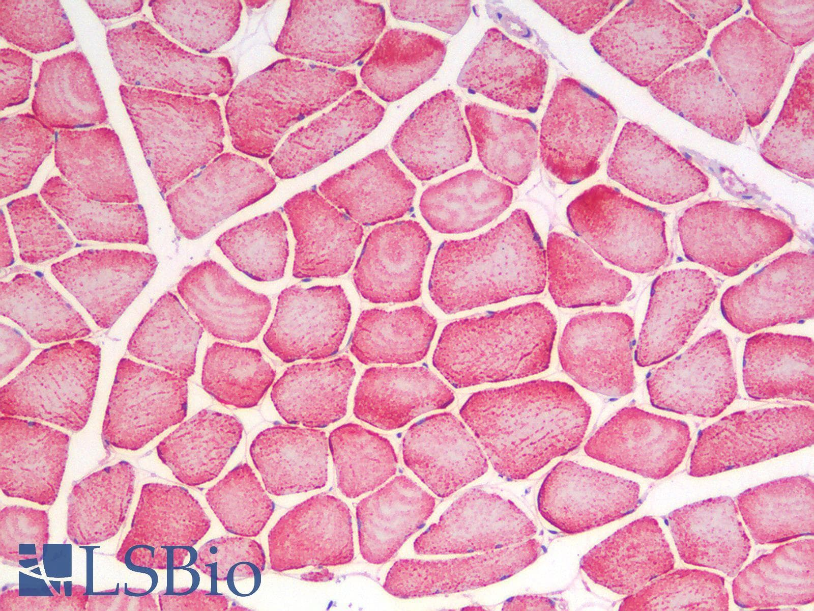 IHC-plus™ CYCS / Cytochrome c Antibody