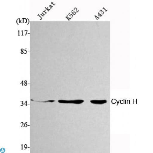 CCNH / Cyclin H Antibody