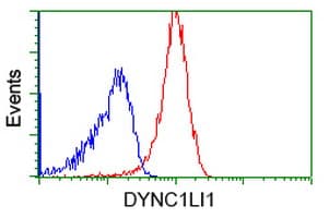 Monoclonal Mouse anti-Human DYNC1LI1 Antibody (clone OTI2E8, IF, WB)