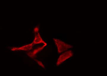 TRAPPC3 Antibody