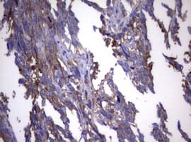 WNT3 Antibody (aa128-355, clone OTI1C5)