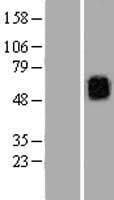 Kv10.1 / KCNG3 Protein (Over-Expression Lysate Myc-DDK (Flag))