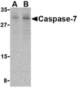 IHC-plus™ CASP7 / Caspase 7 Antibody