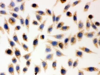 AIFM1 / AIF / PDCD8 Antibody