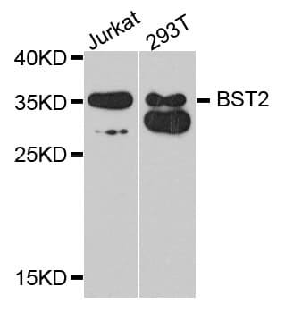 IHC-plus™ BST2 Antibody
