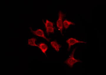 OR5A2 Antibody
