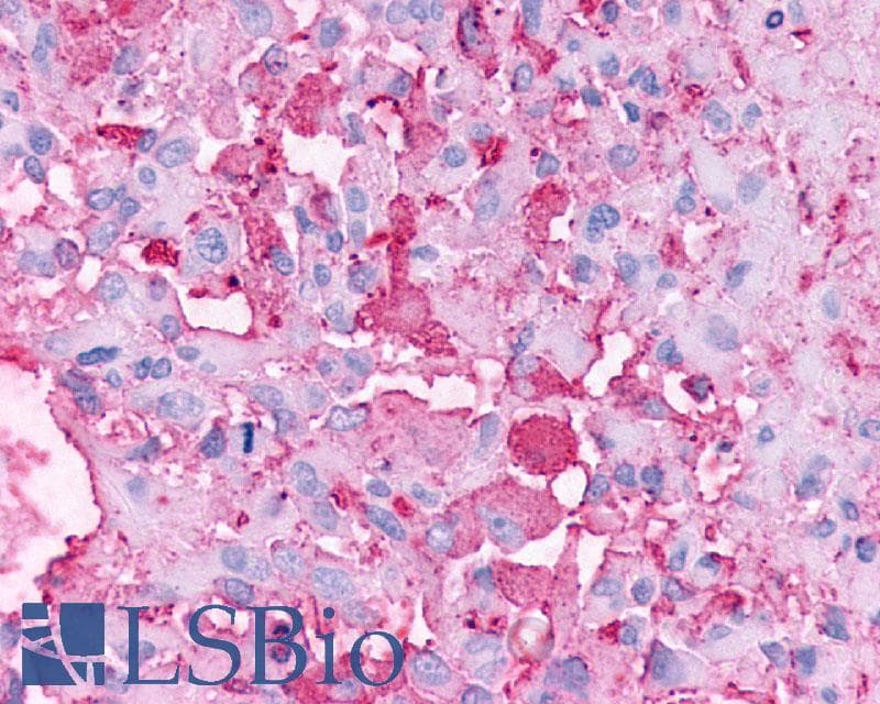 PAEL Receptor / GPR37 Antibody (N-Terminus)