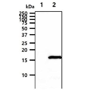 LAMTOR3 / MP1 Antibody (clone AT1F10)