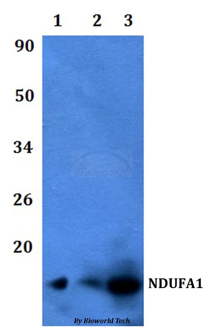 NDUFA1 Antibody