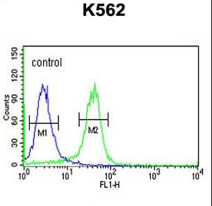 KDM4B / JMJD2B Antibody (aa4-31)