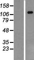 IPAF / NLRC4 Protein (Over-Expression Lysate Myc-DDK (Flag))