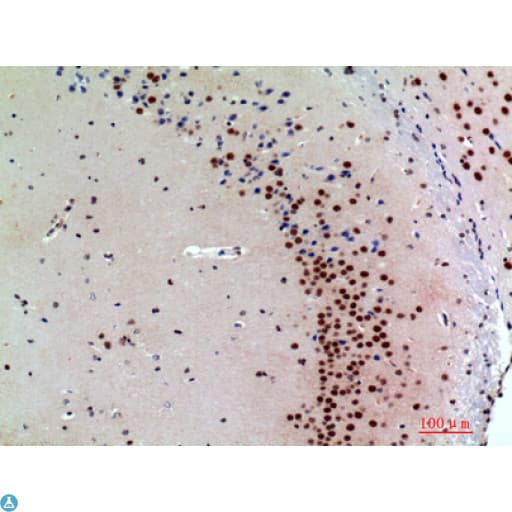 SNCA / Alpha-Synuclein Antibody